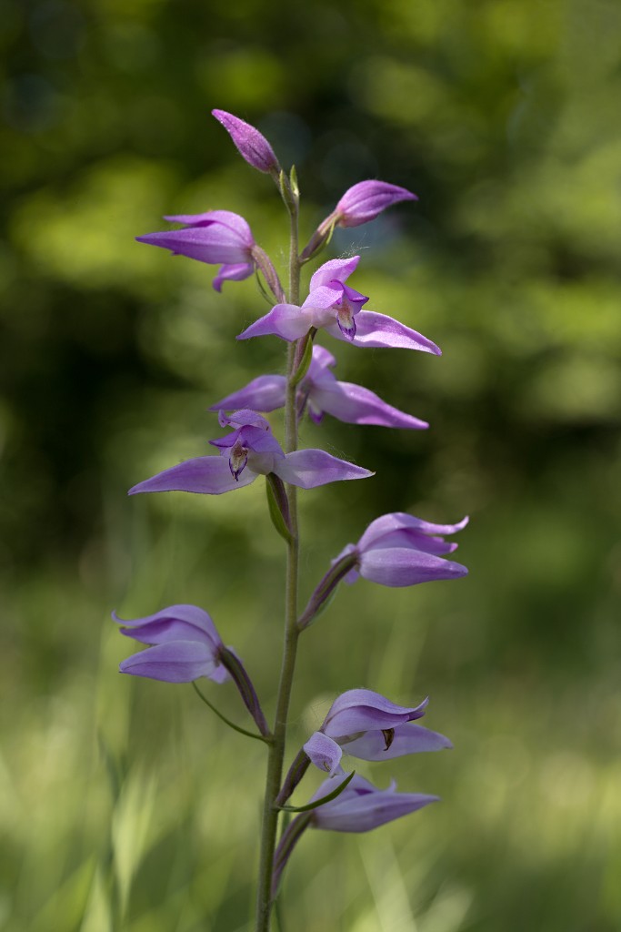bloemen bloem hdr natuur flora roos rozen tulp tulpen orchidee orchideeen zonnebloem geranium cannabis marihuana wiet hennep sativa indica